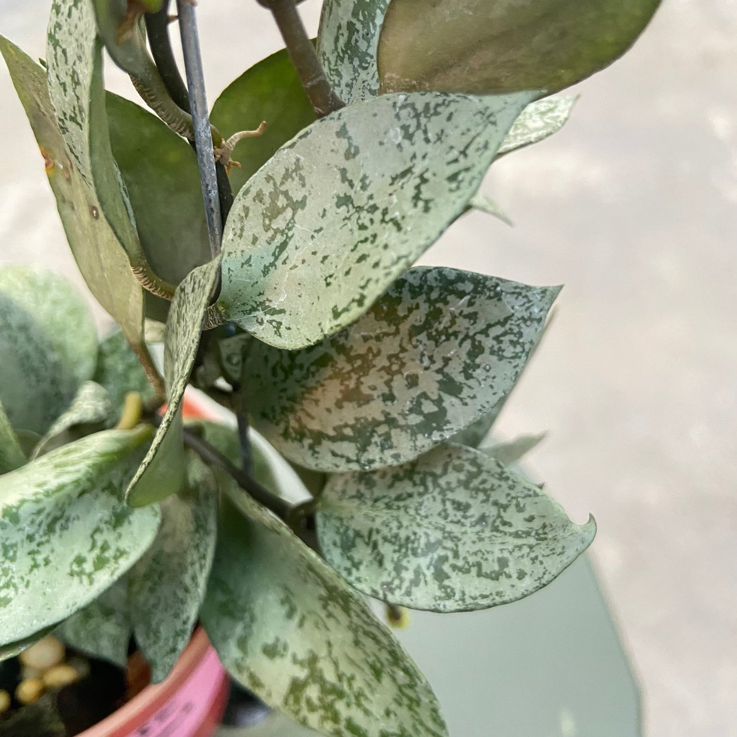 Hoya Lacunosa Gayung