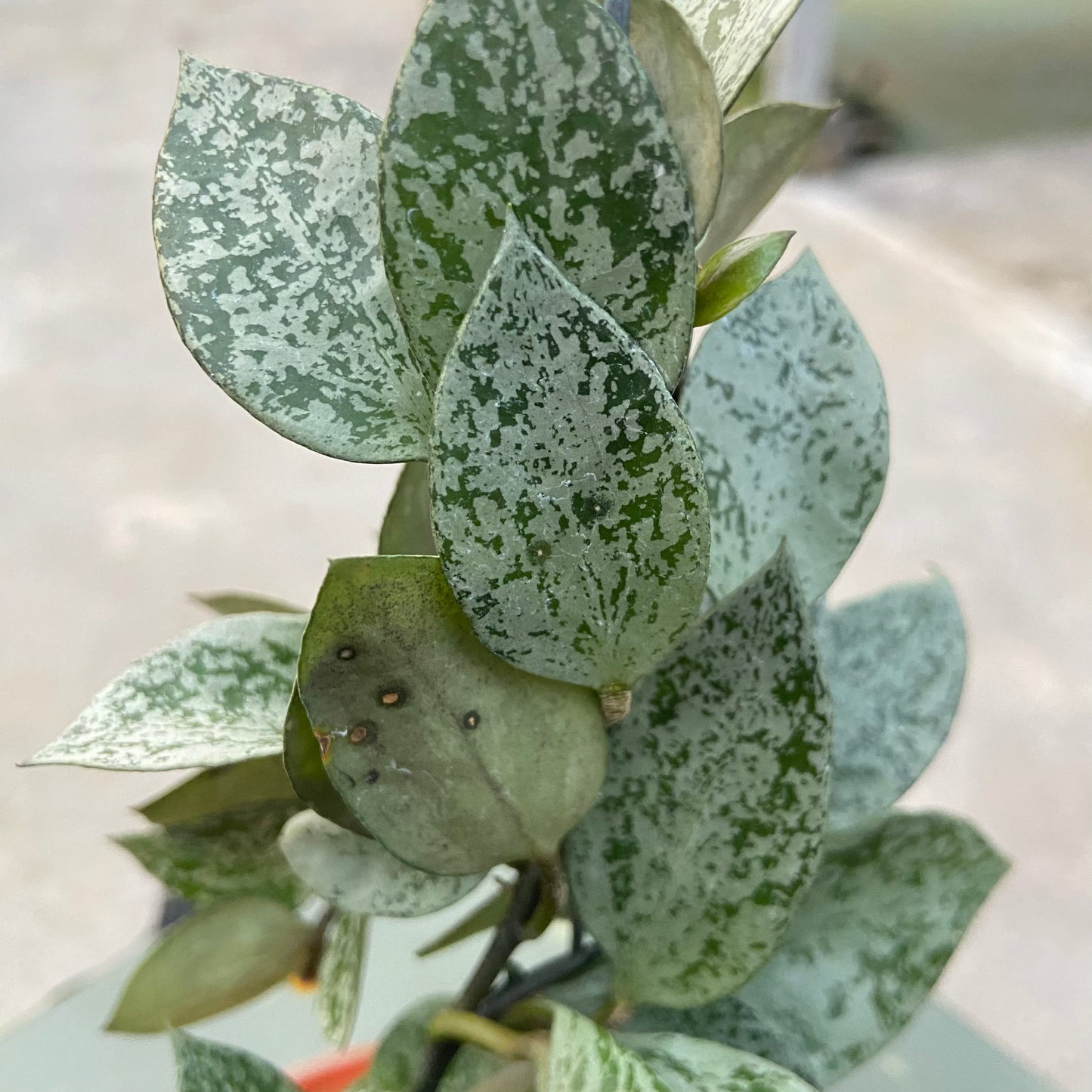 Hoya Lacunosa Gayung