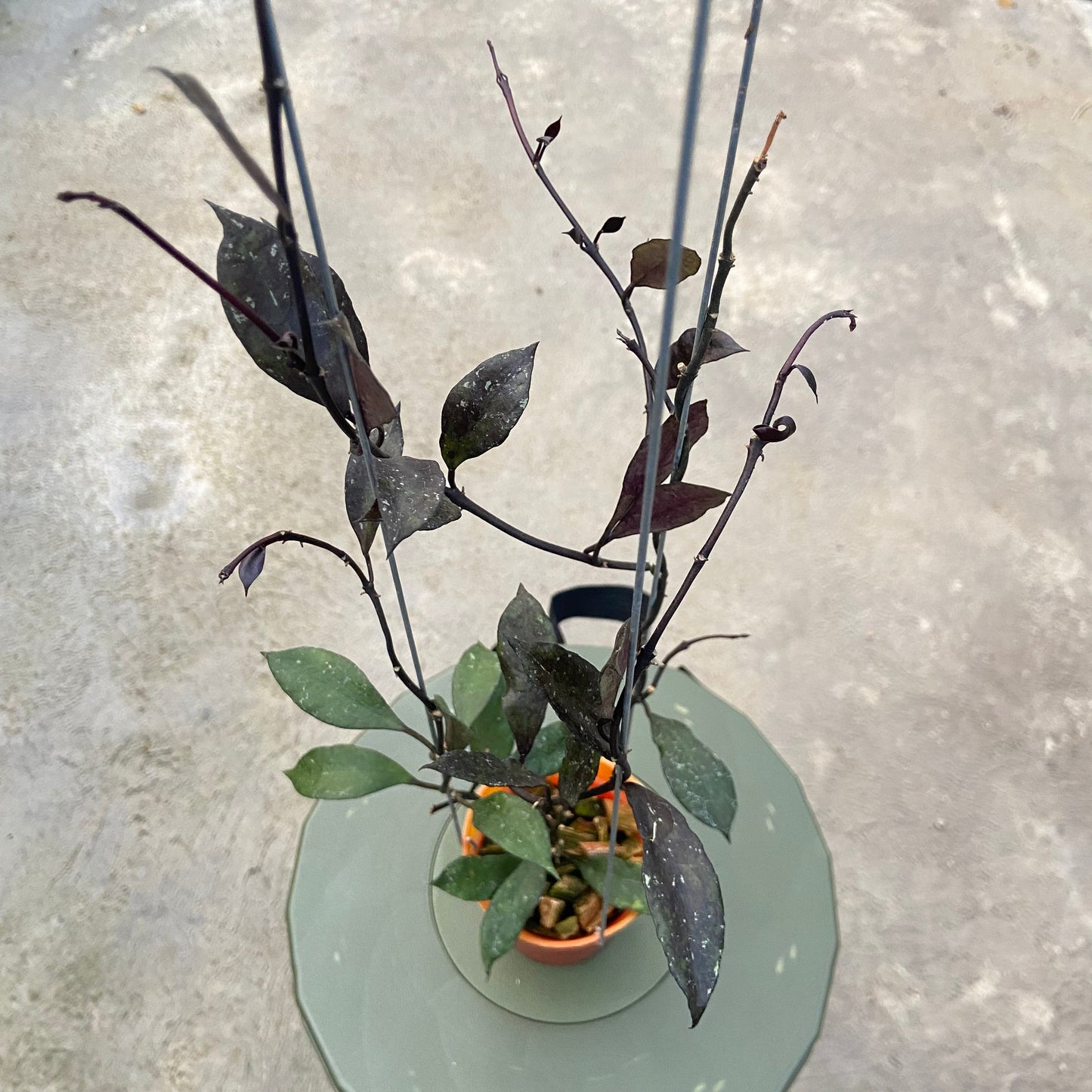 Hoya Lacunosa Black Royal - Indonesian Rare Plants
