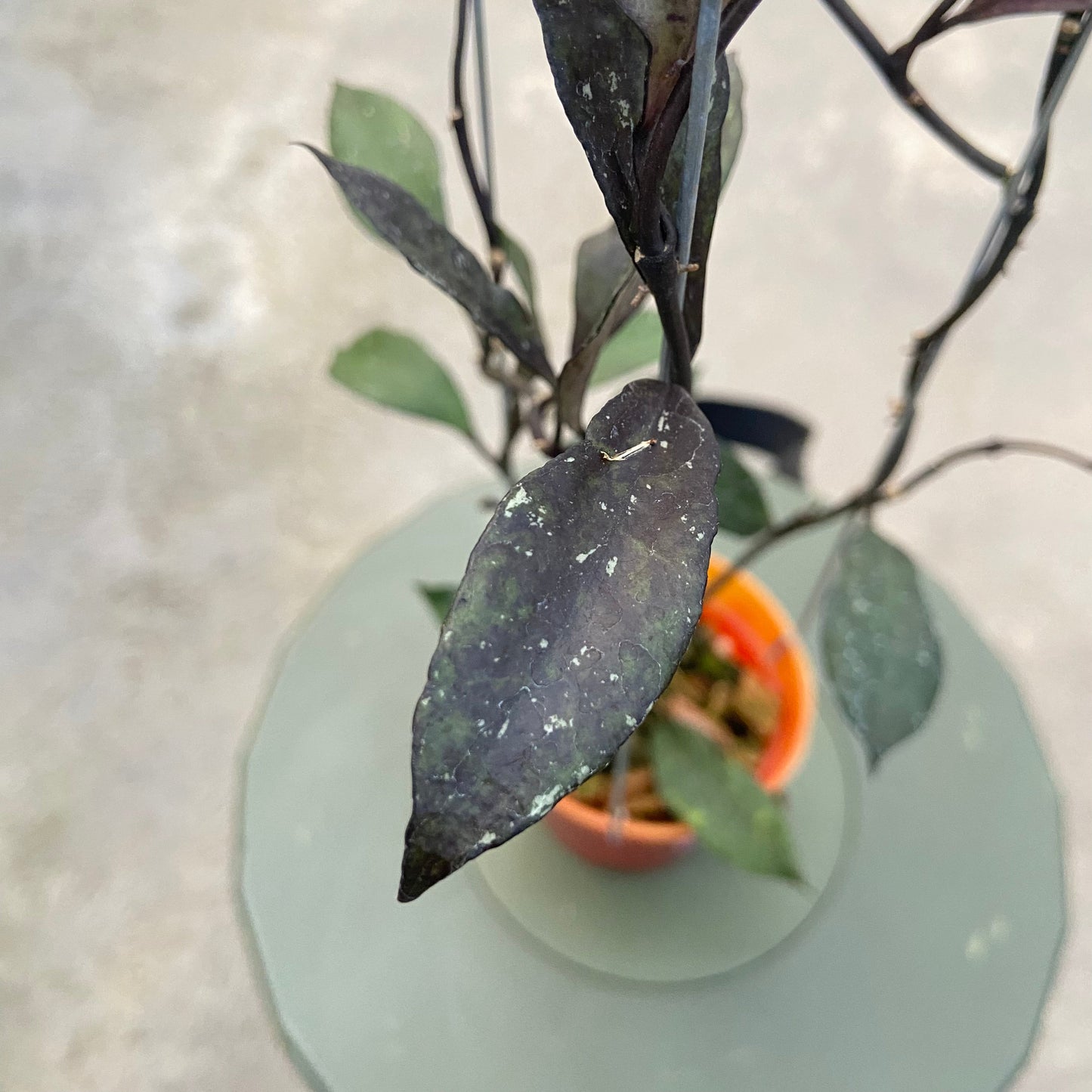 Hoya Lacunosa Black Royal