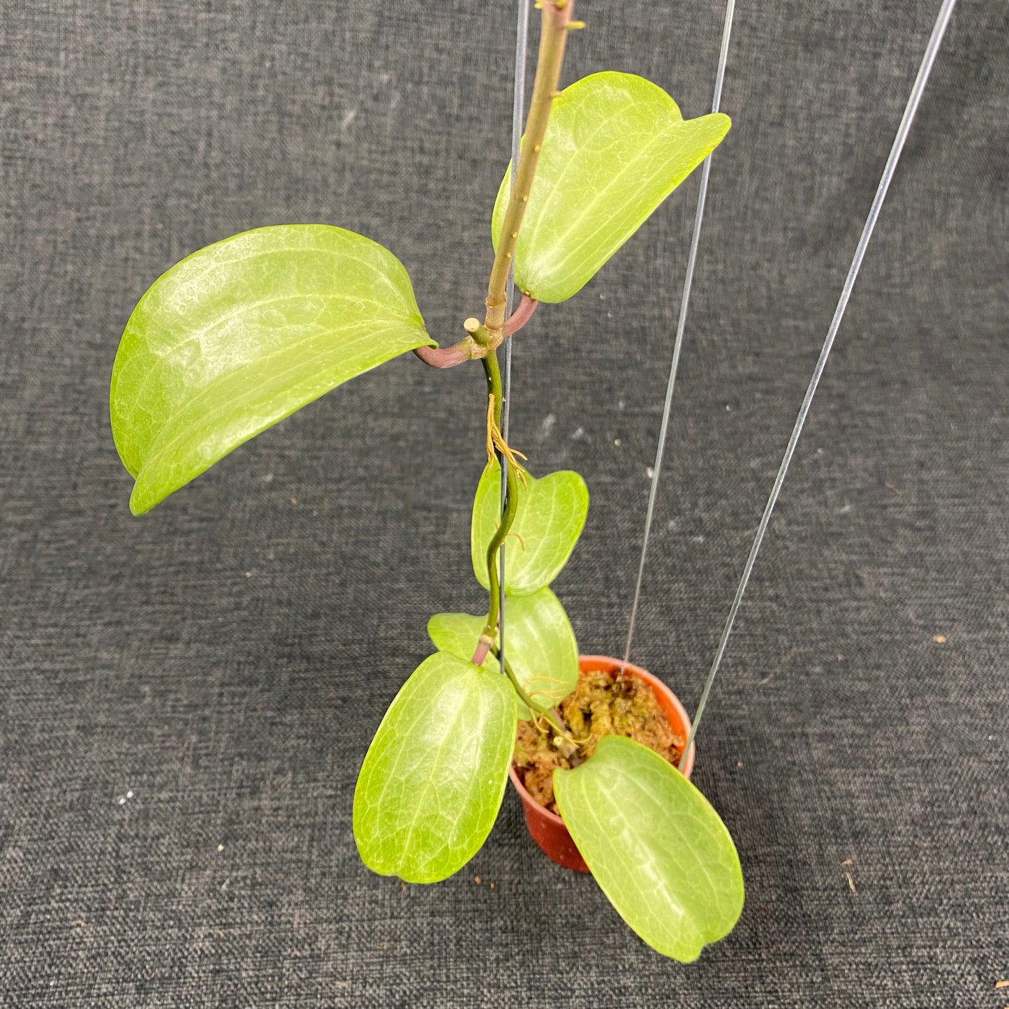 Hoya Latifolia Filea Silver - Indonesian Rare Plants