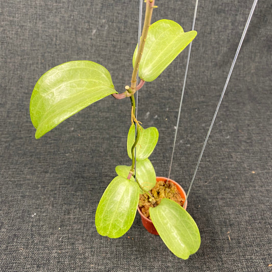 Hoya Latifolia Filea Silver - Indonesian Rare Plants