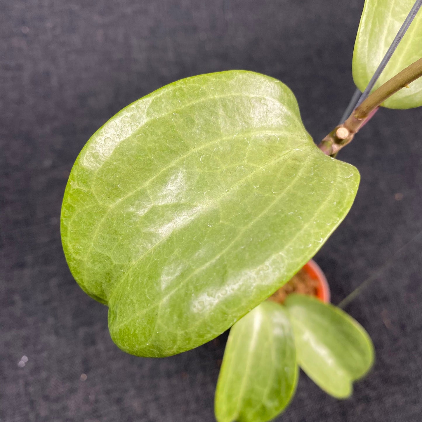 Hoya Latifolia Filea Silver