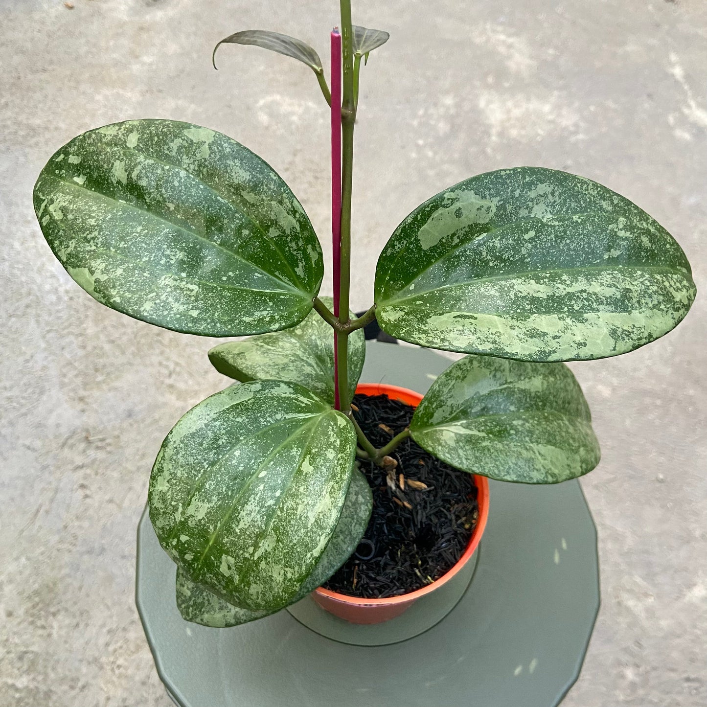 Hoya Latifolia Rimba Perak — rare Indonesian plant