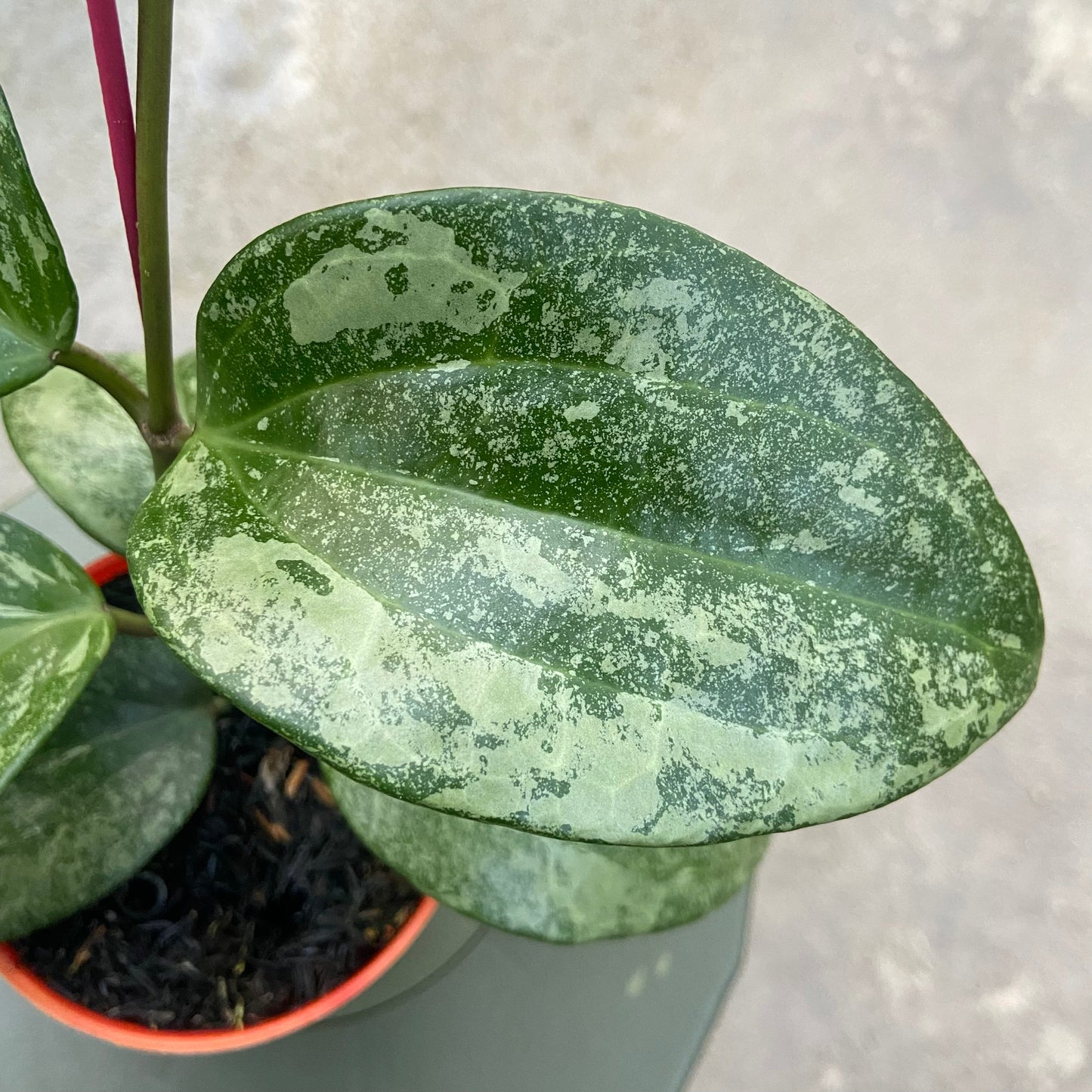 Hoya Latifolia Rimba Perak — photo 2