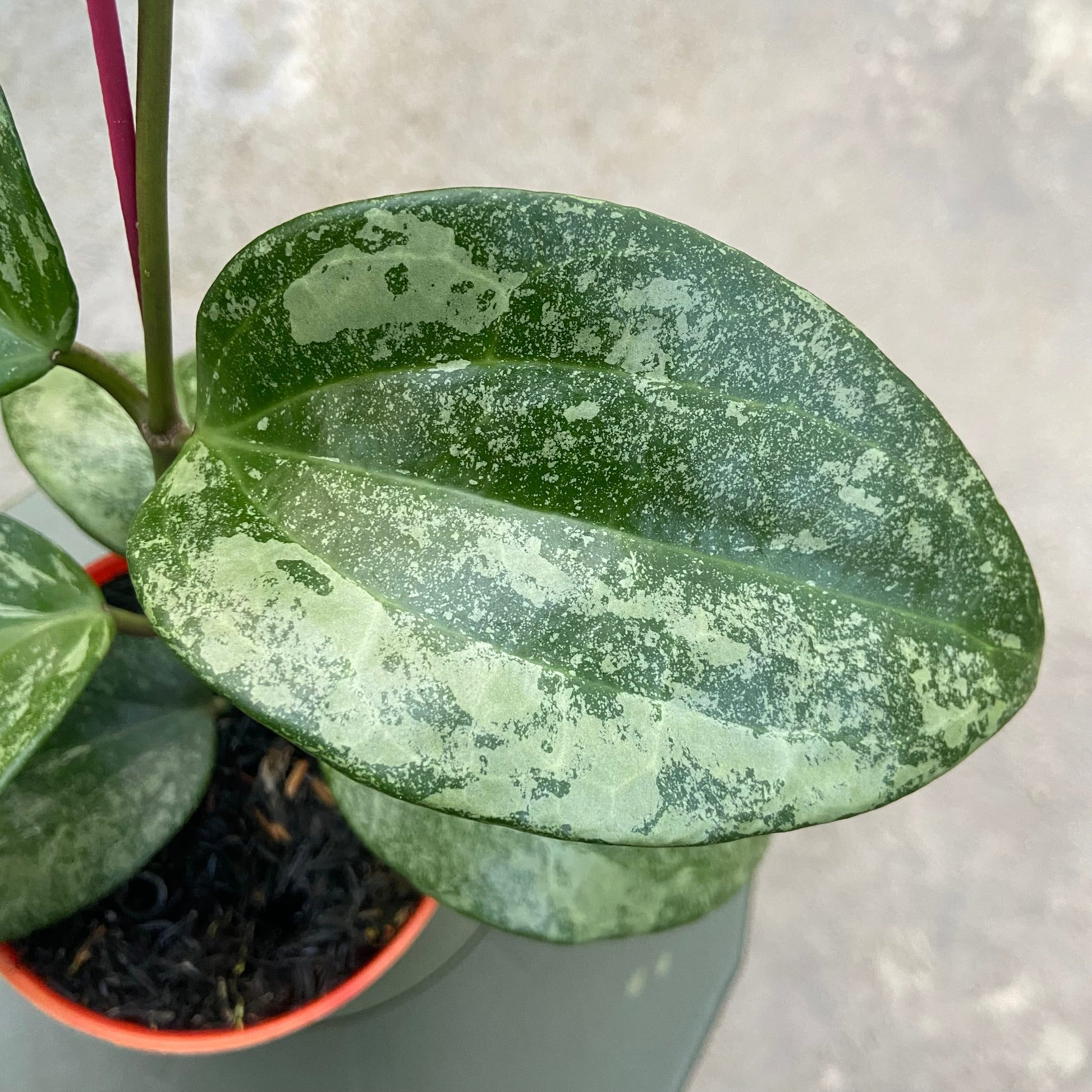 Hoya Latifolia Rimba Perak — photo 2