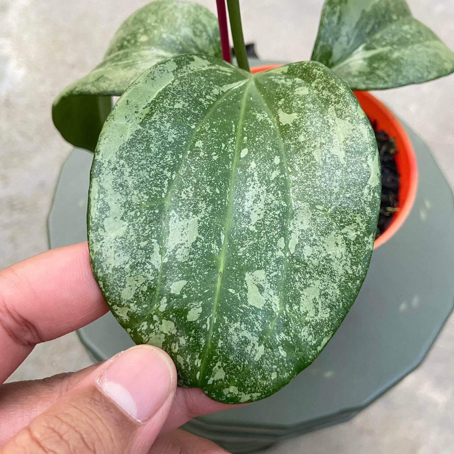 Hoya Latifolia Rimba Perak — photo 3