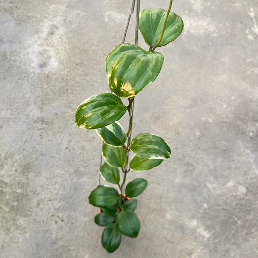 Hoya Queenquenervia Albomarginata - Indonesian Rare Plants