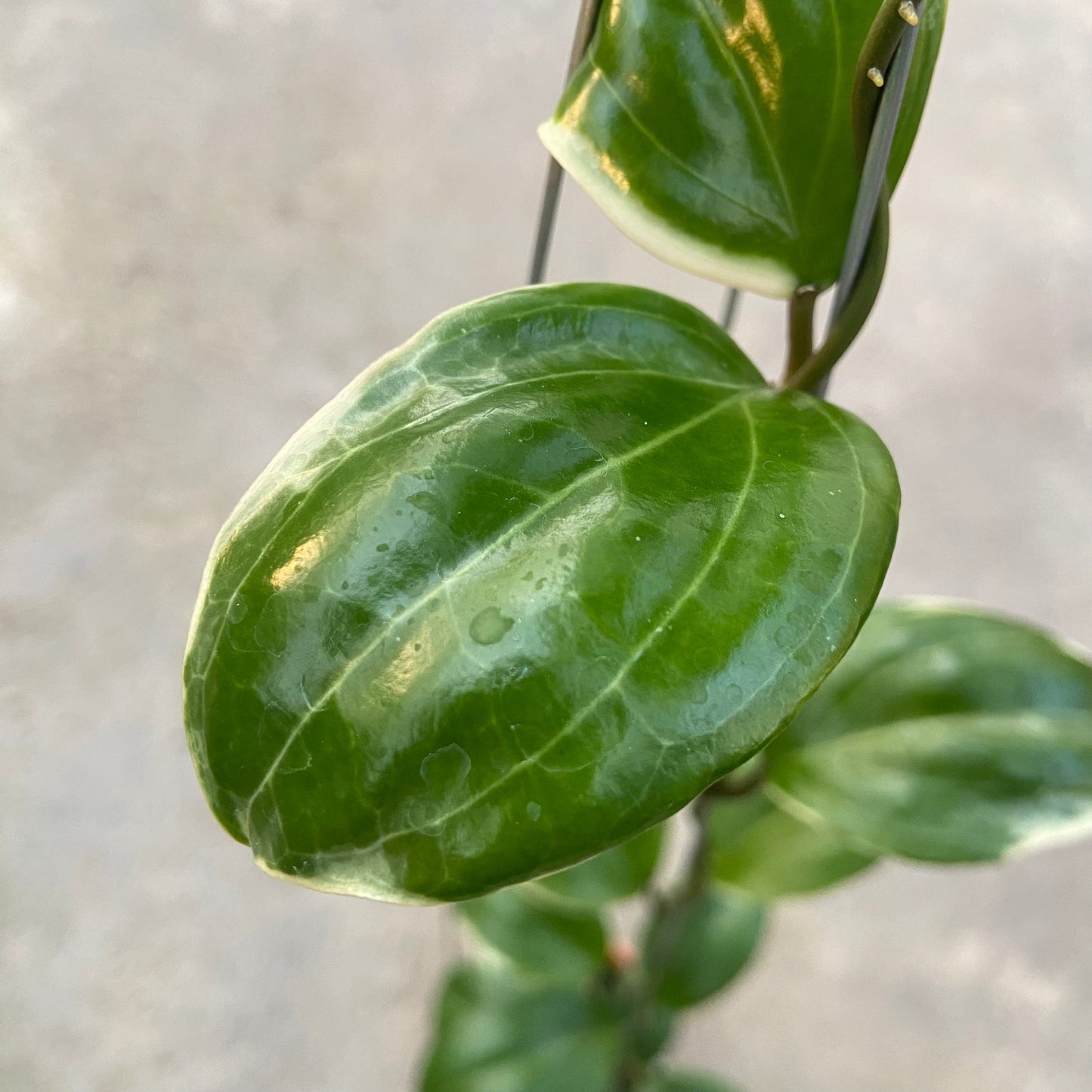 Hoya Queenquenervia Albomarginata