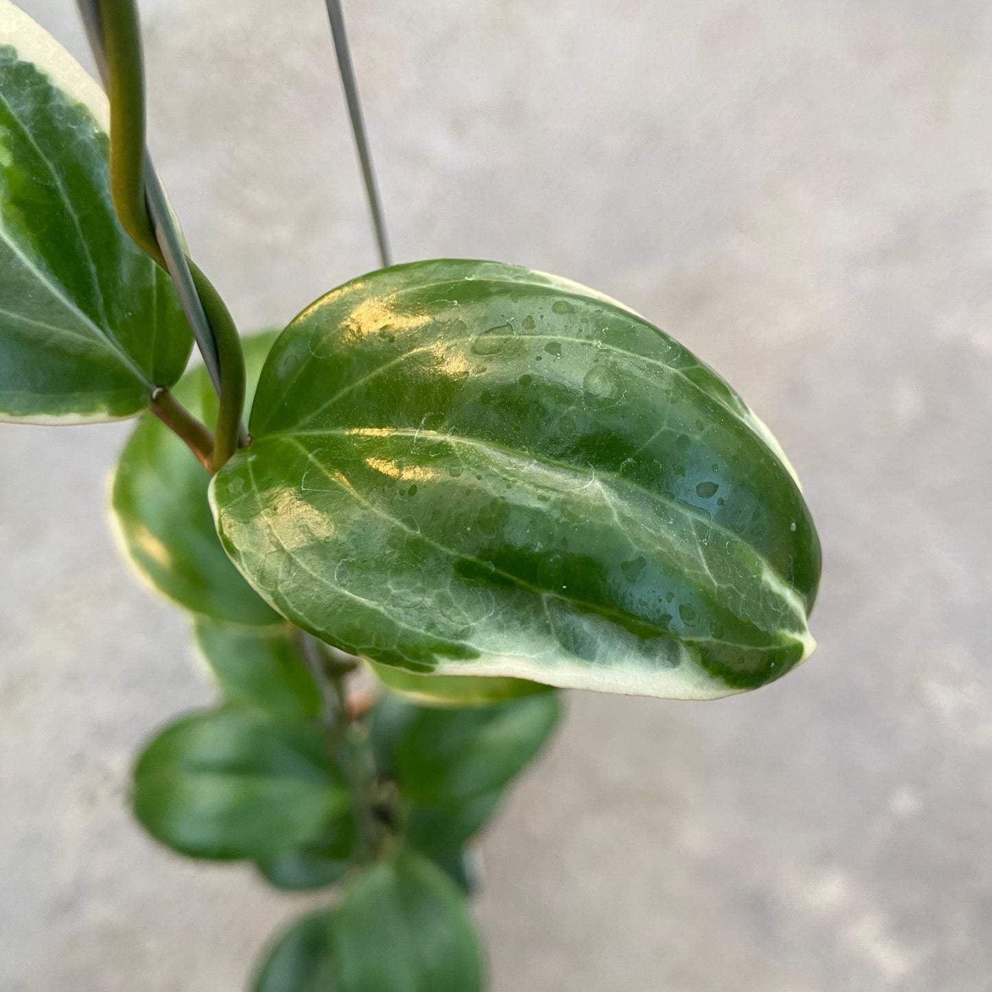 Hoya Queenquenervia Albomarginata