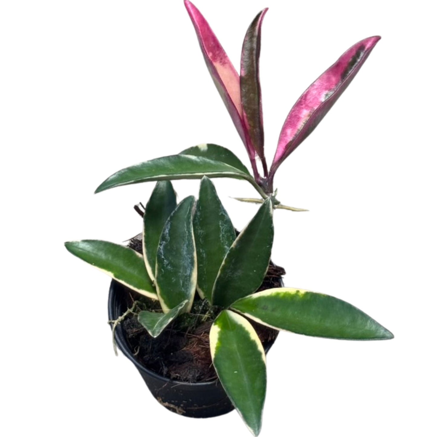 Hoya lori lyn