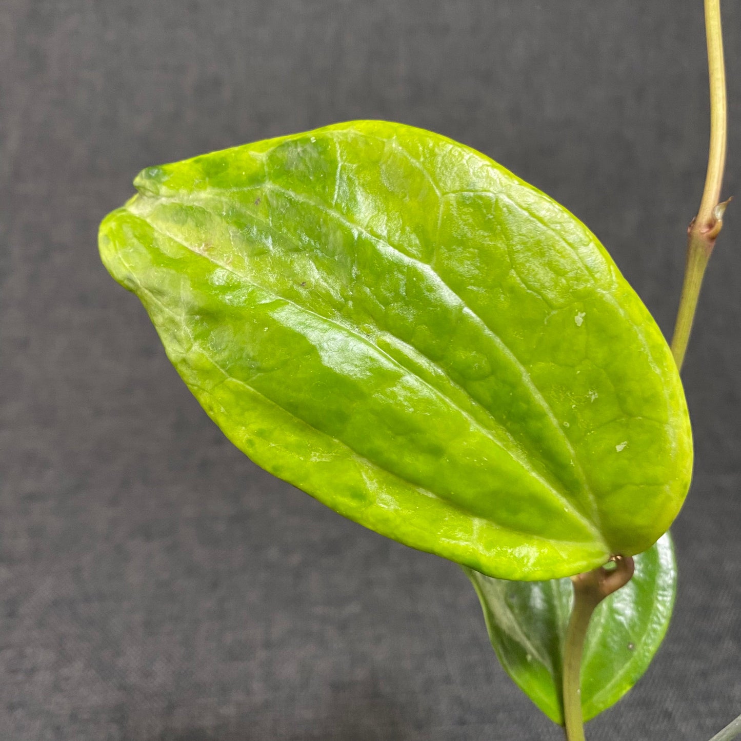 Hoya Macrophylla Peridot