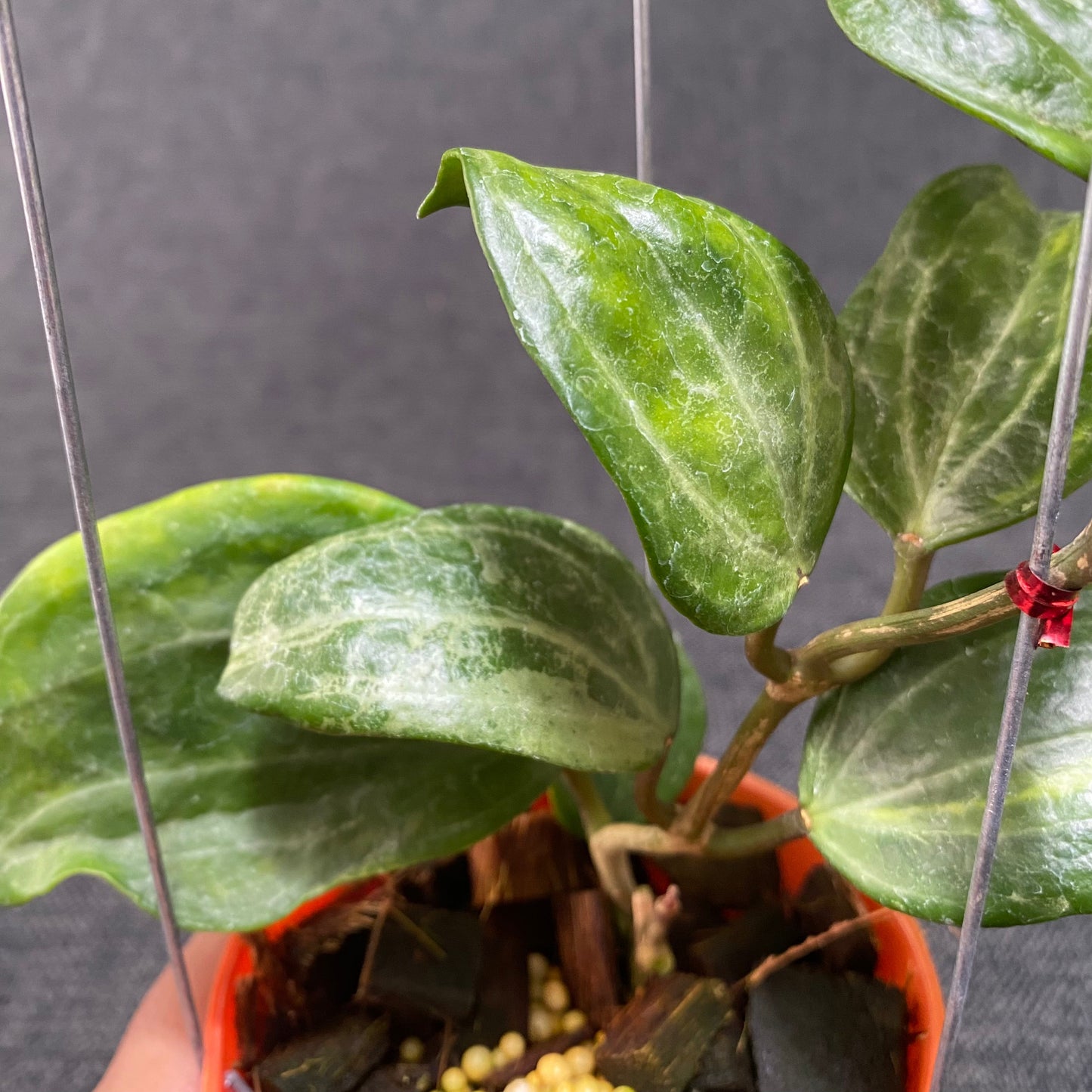Hoya Macrophylla Peridot
