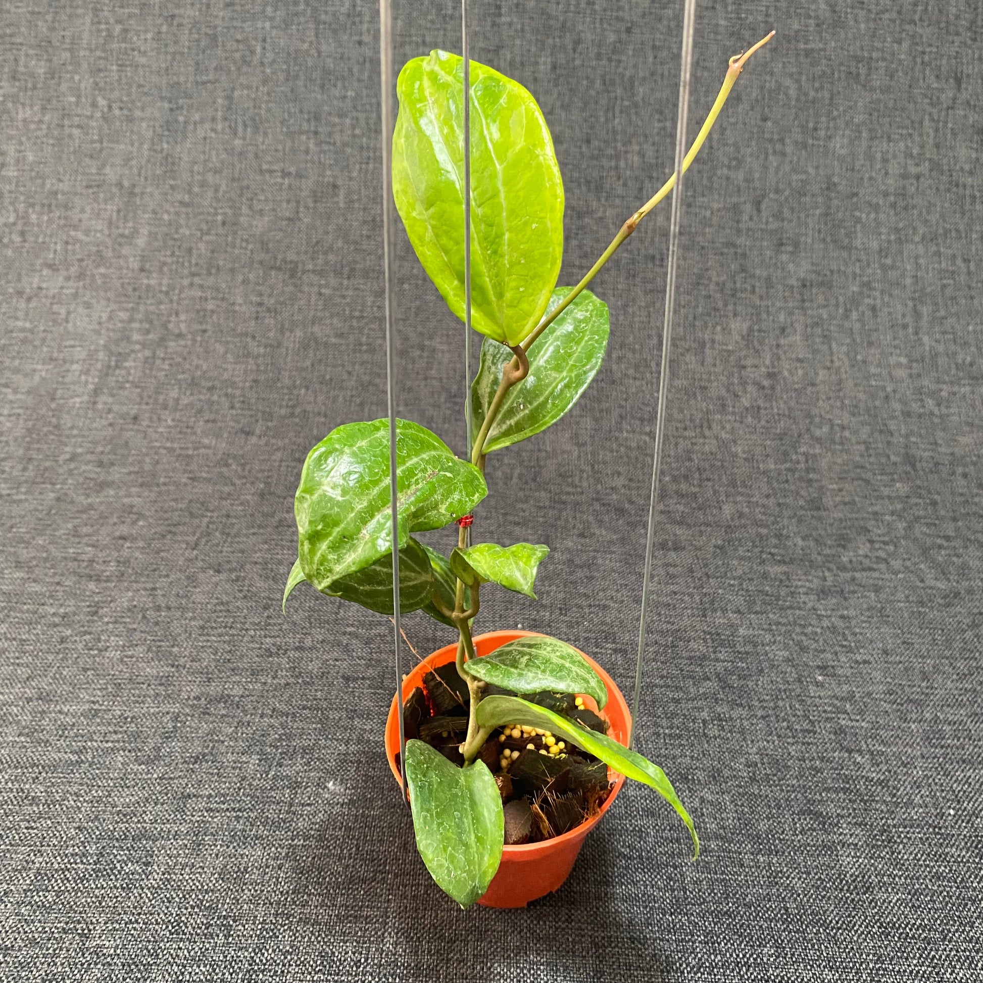 Hoya Macrophylla Peridot - Indonesian Rare Plants