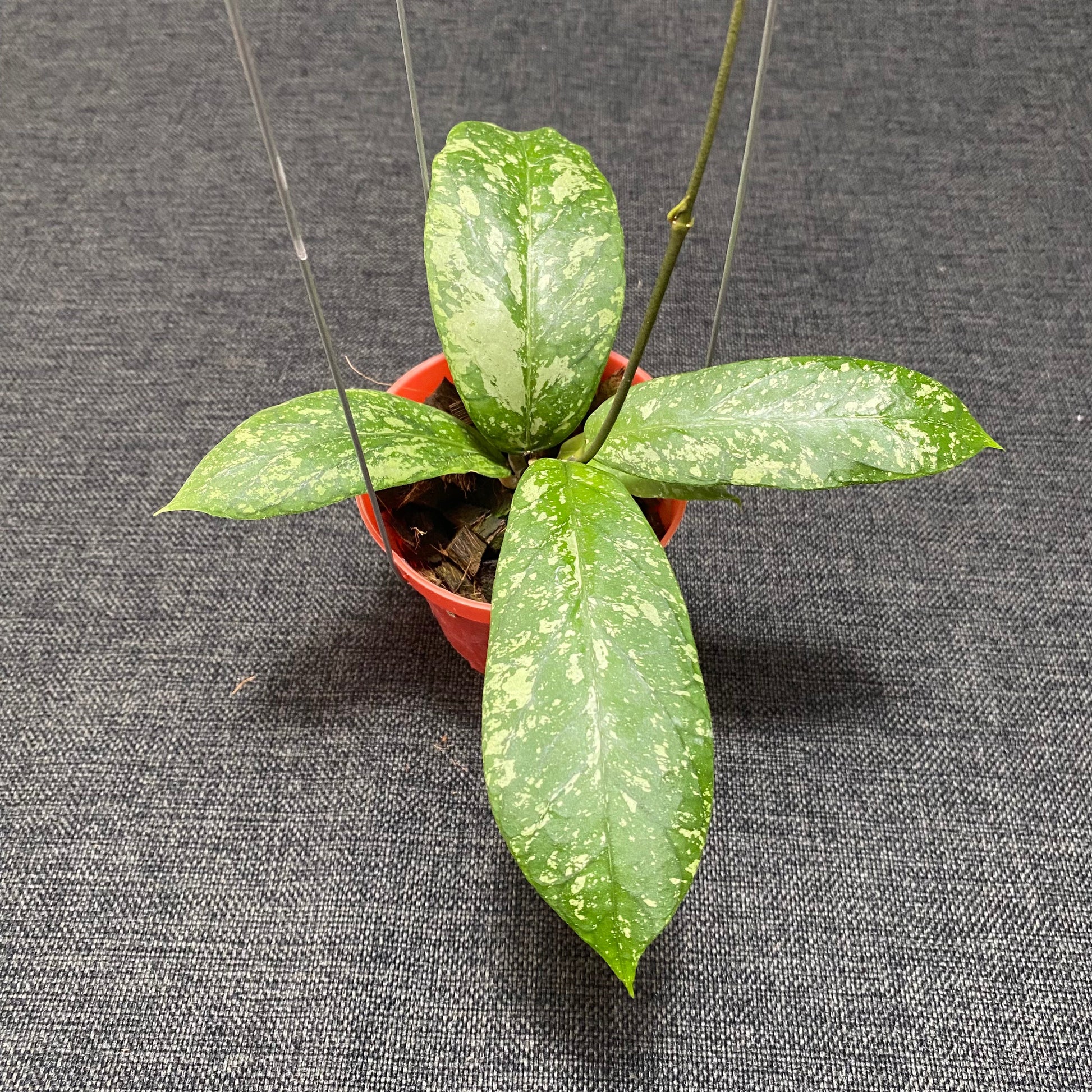 Hoya Meredhitii High Splash - Indonesian Rare Plants