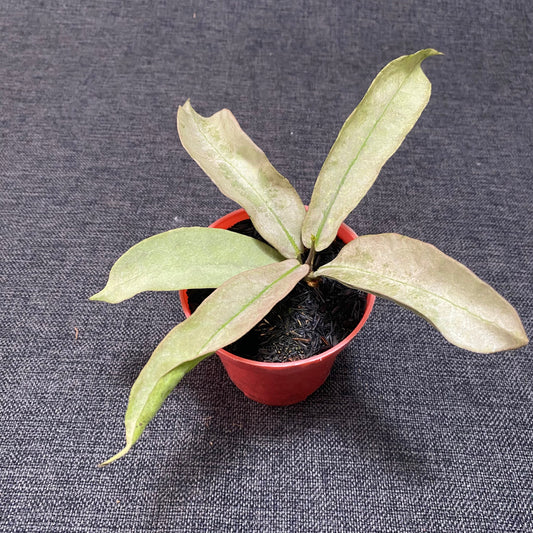 Hoya Mitrata Pearl Gold - Indonesian Rare Plants