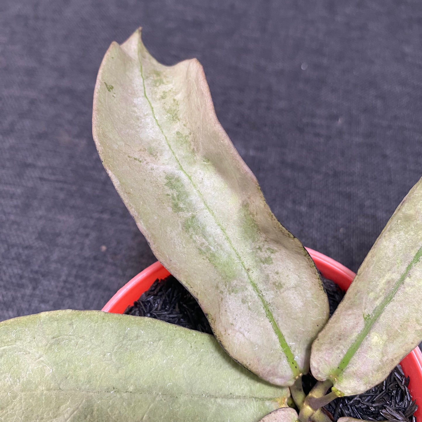 Hoya Mitrata Pearl Gold