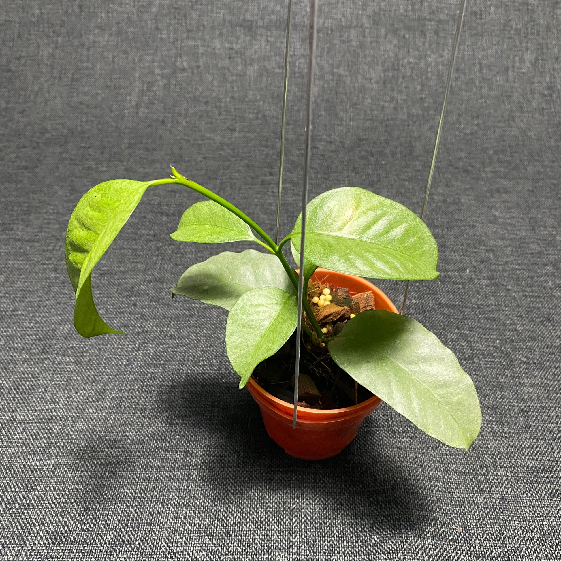 Hoya Multiflora Wonderphil - Indonesian Rare Plants