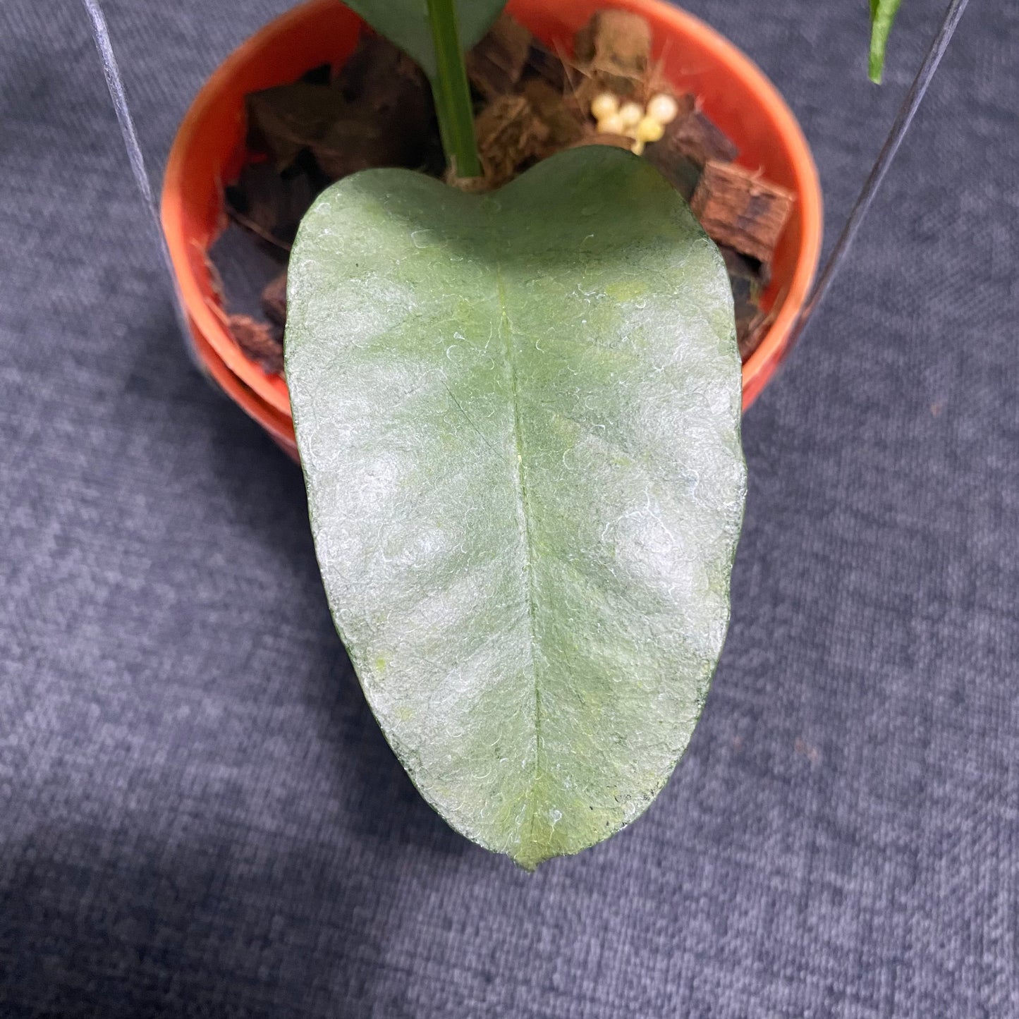 Hoya Multiflora Wonderphil