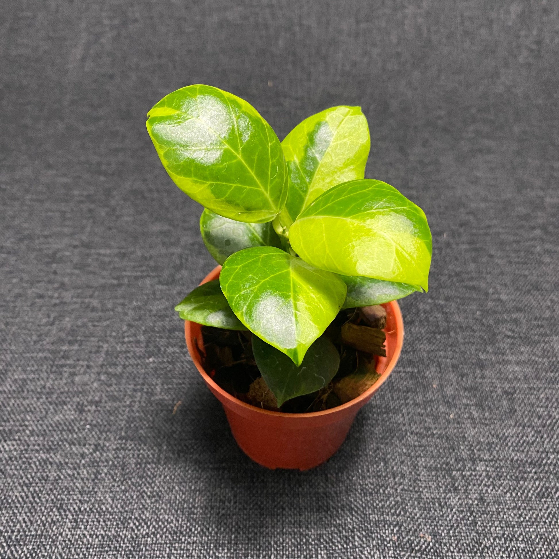 Hoya Obscura Albomarginata - Indonesian Rare Plants