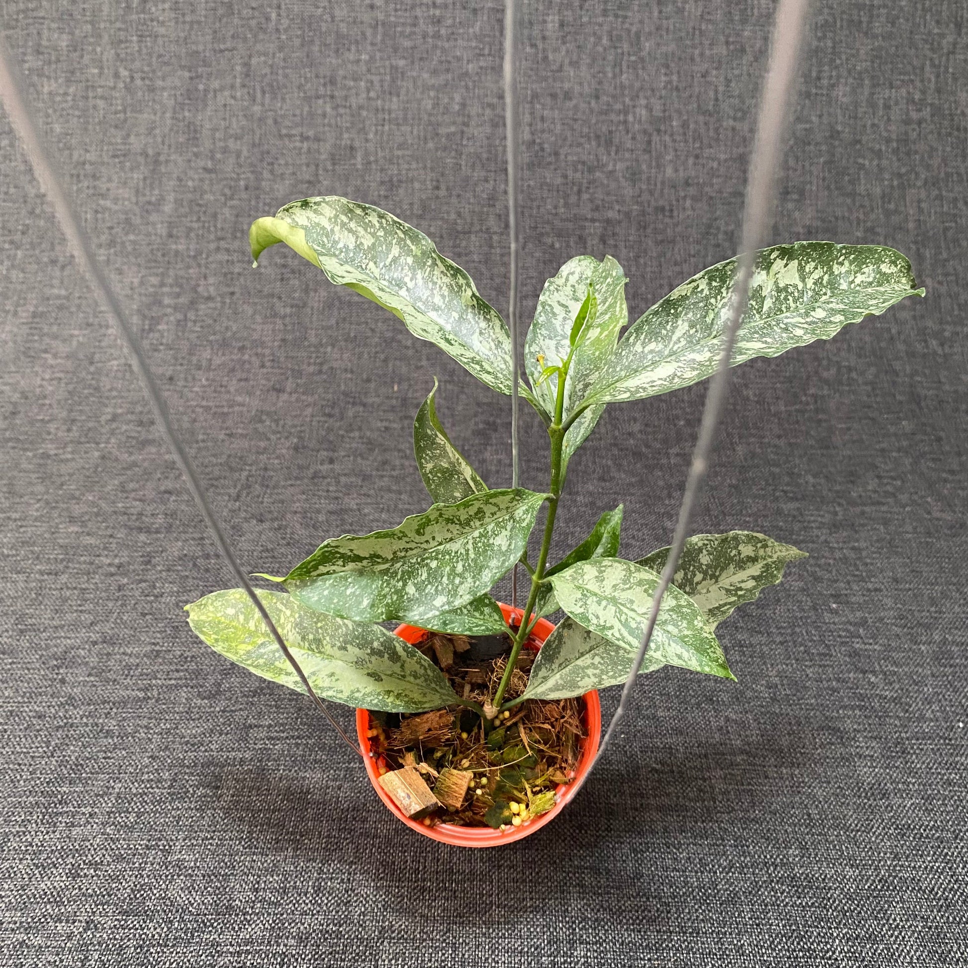 Hoya Occultata High Splash - Indonesian Rare Plants