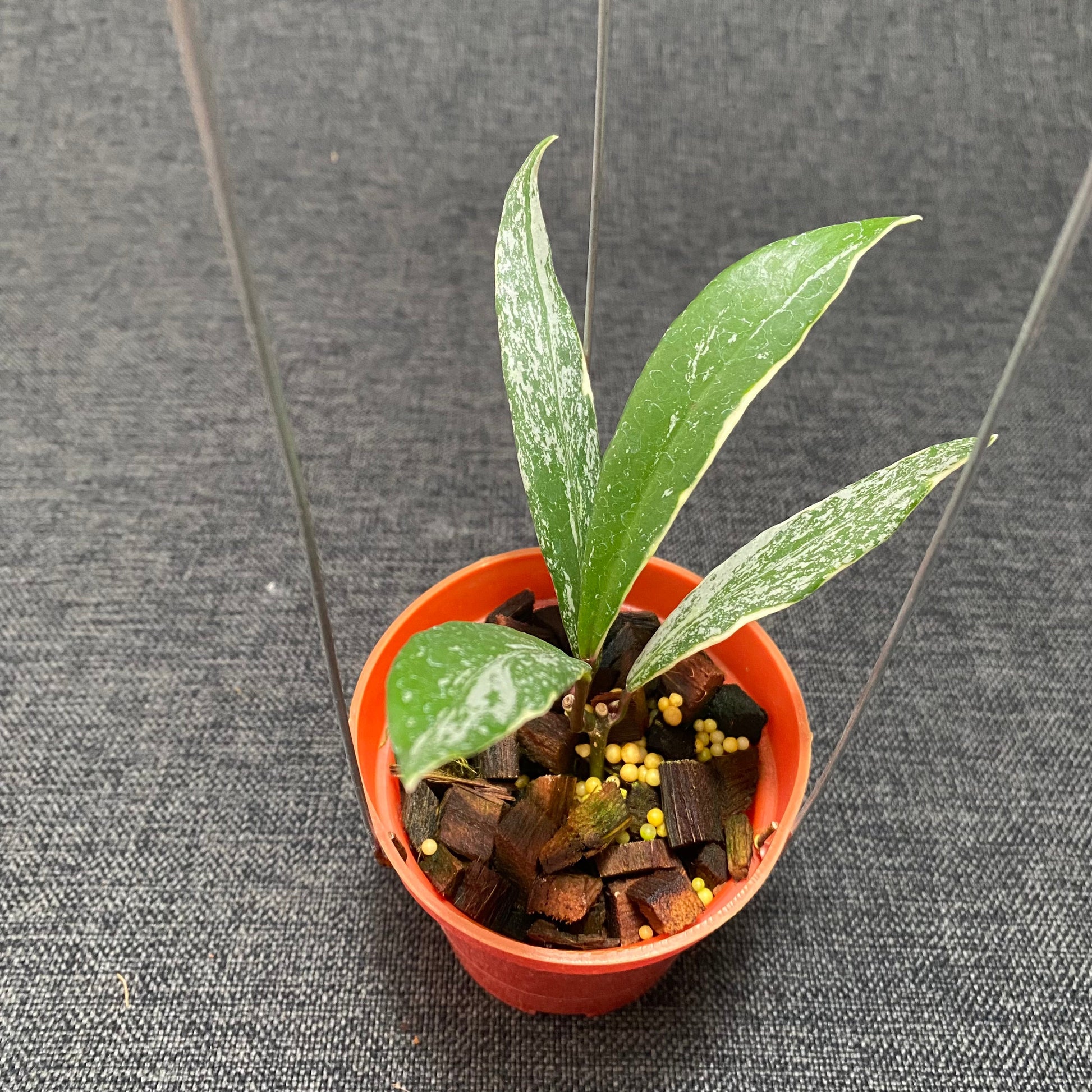 Hoya Pubicalyx Albomarginata - Indonesian Rare Plants