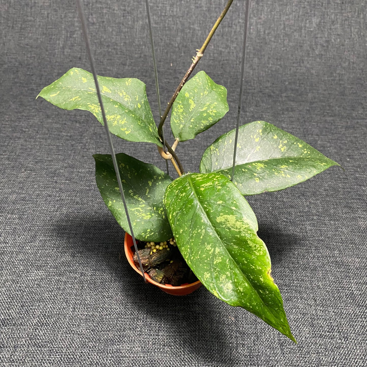 Hoya SP Aceh Badak Uken - Indonesian Rare Plants