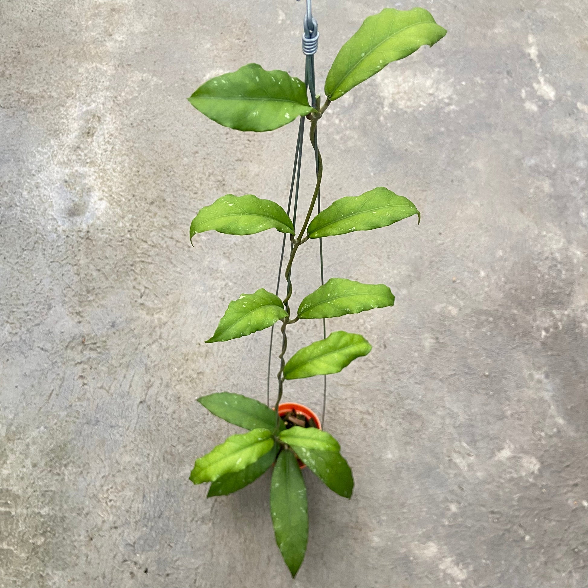 Hoya SP Aceh Bee-08 - Indonesian Rare Plants