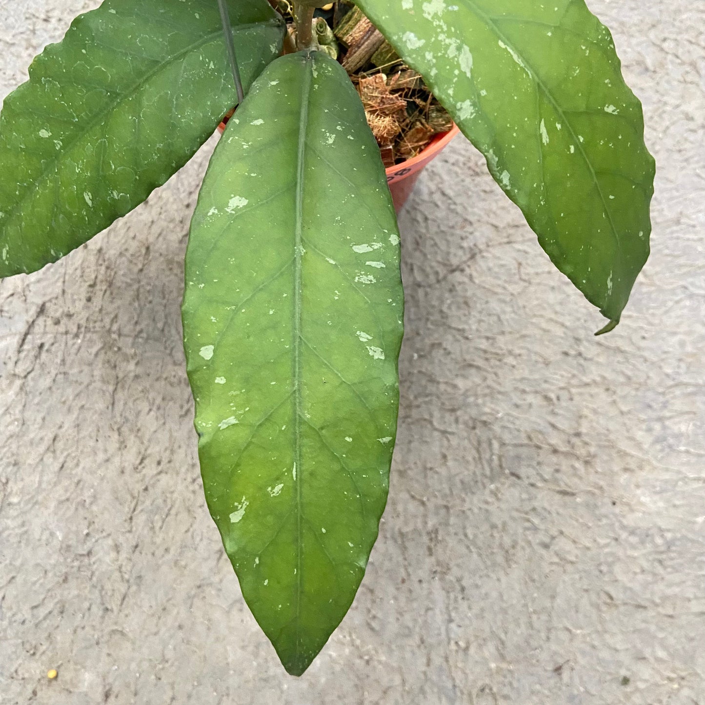 Hoya SP Aceh Bee-08
