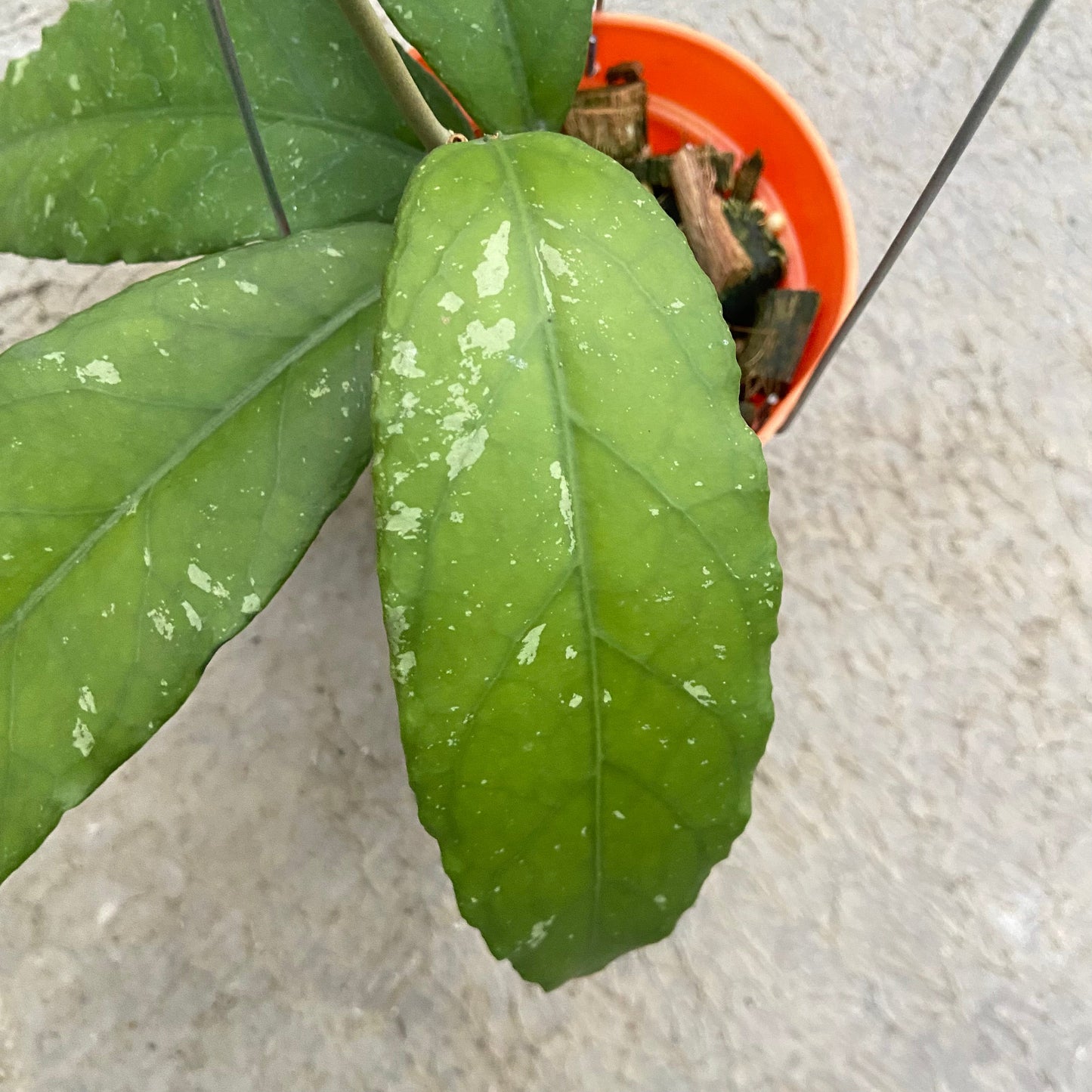 Hoya SP Aceh Bee-08