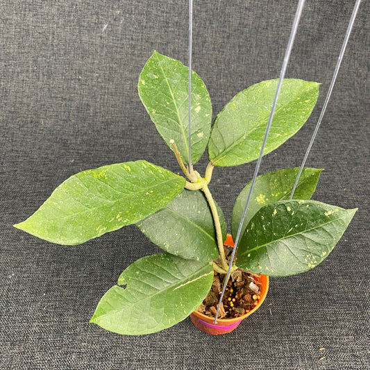 Hoya SP Aceh Black Rhino - Indonesian Rare Plants