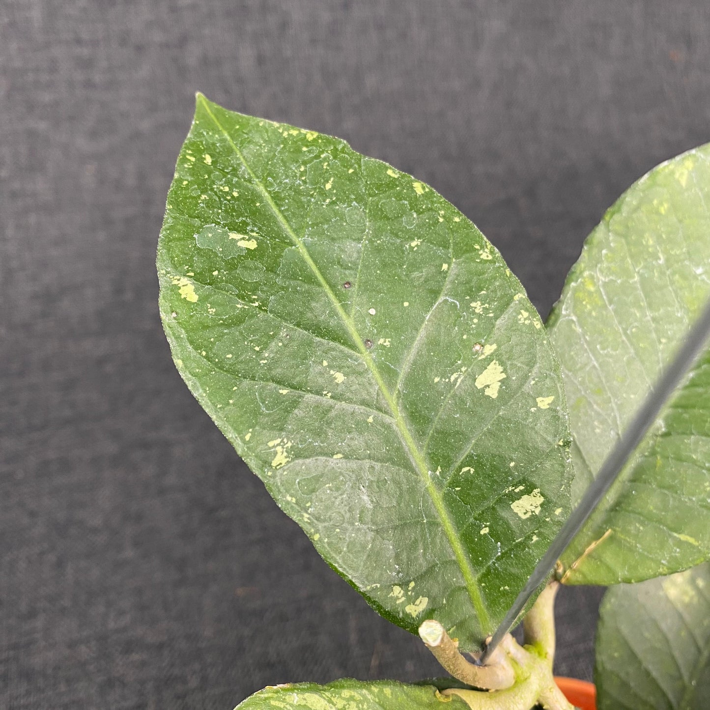 Hoya SP Aceh Black Rhino