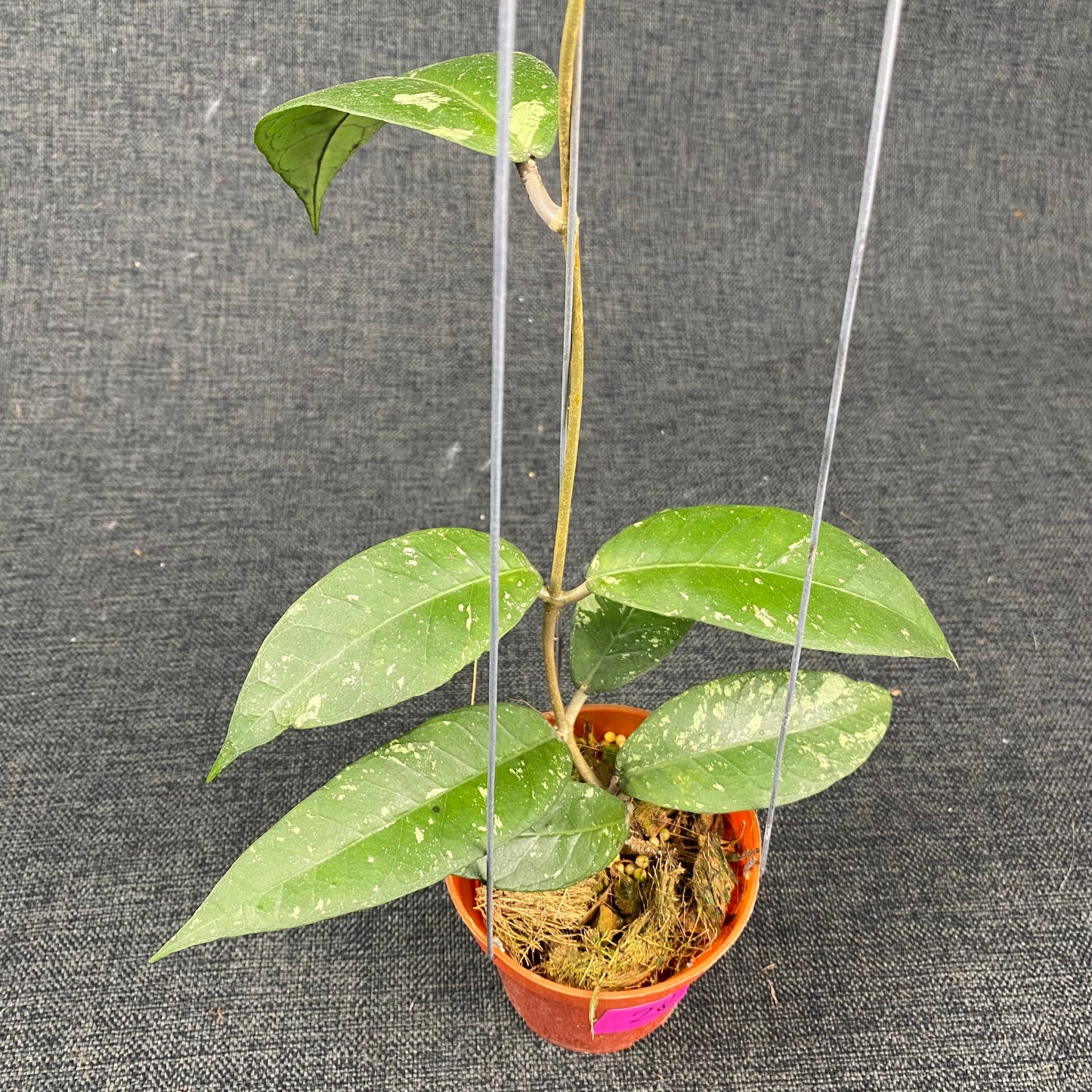 Hoya SP Aceh Blangkejeren - Indonesian Rare Plants