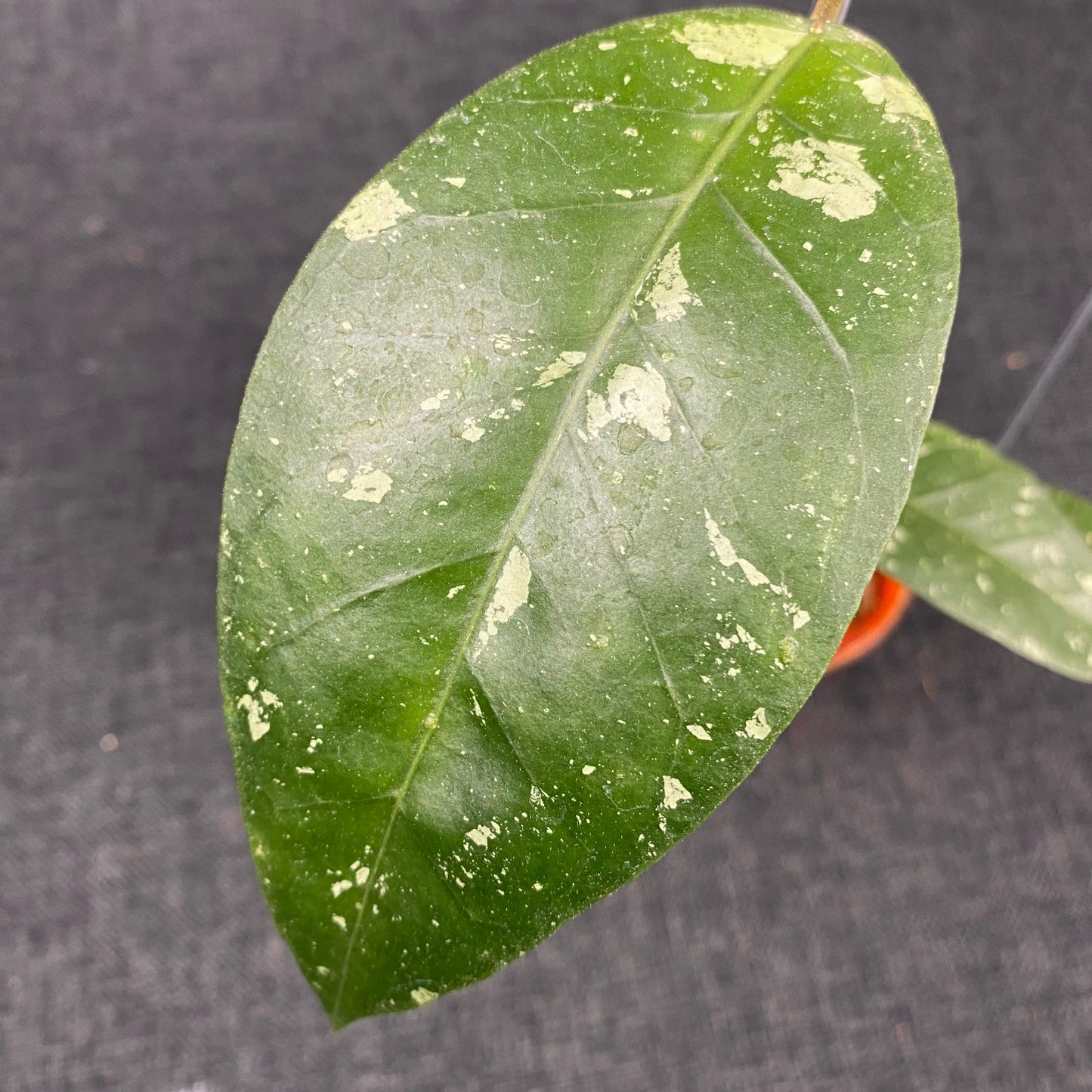 Hoya SP Aceh Blangkejeren