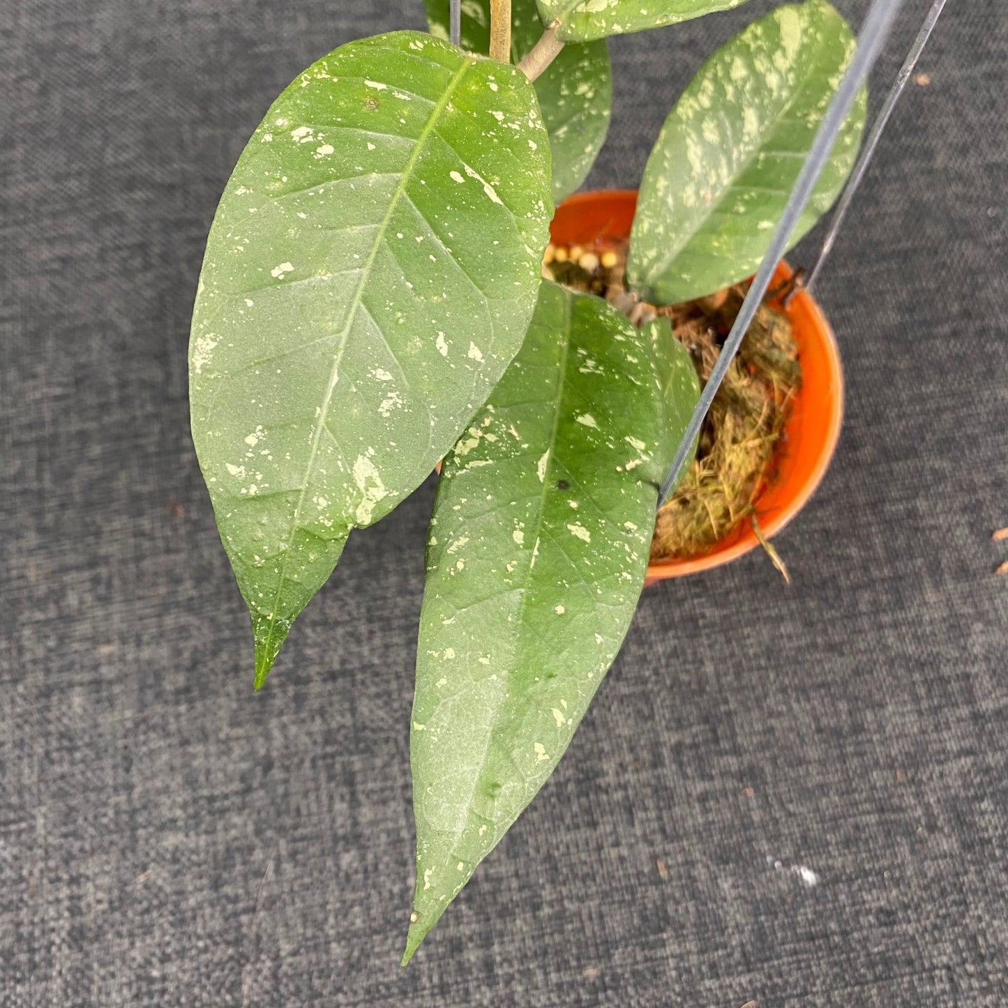 Hoya SP Aceh Blangkejeren