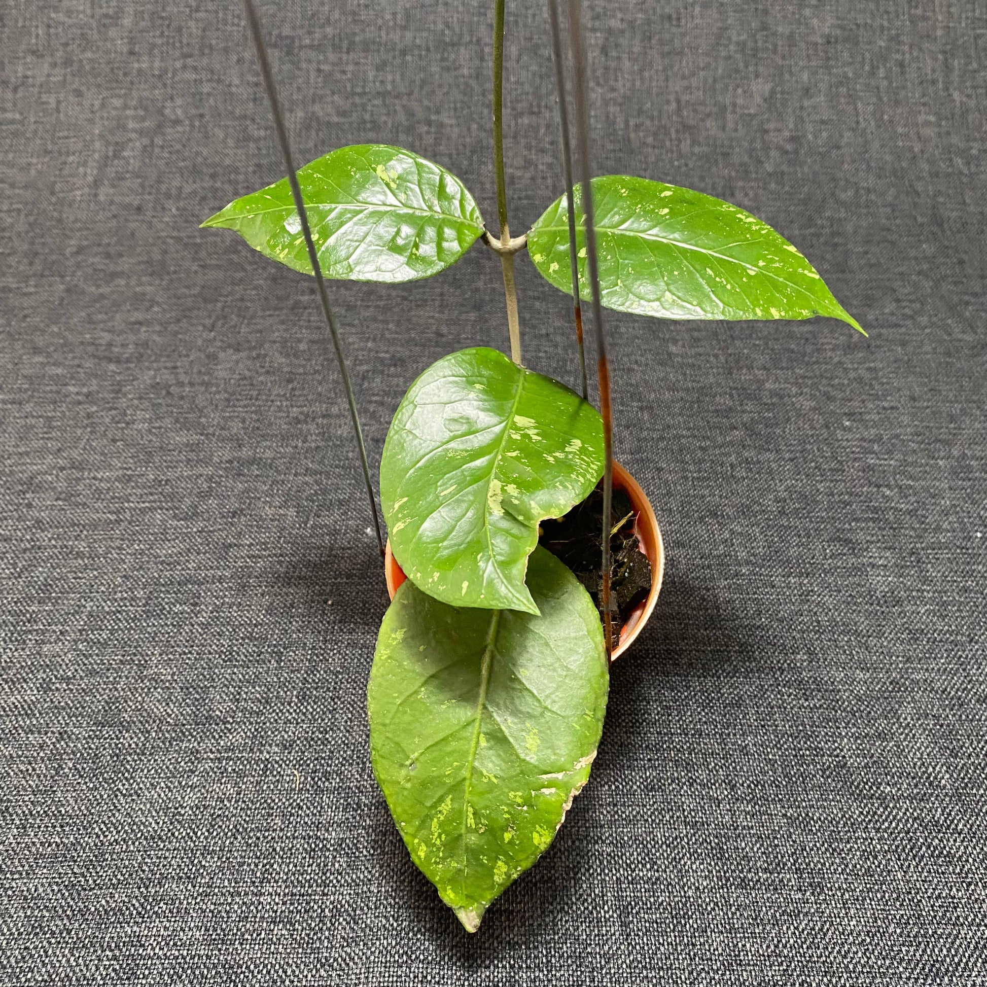 Hoya SP Aceh Brontofolia - Indonesian Rare Plants
