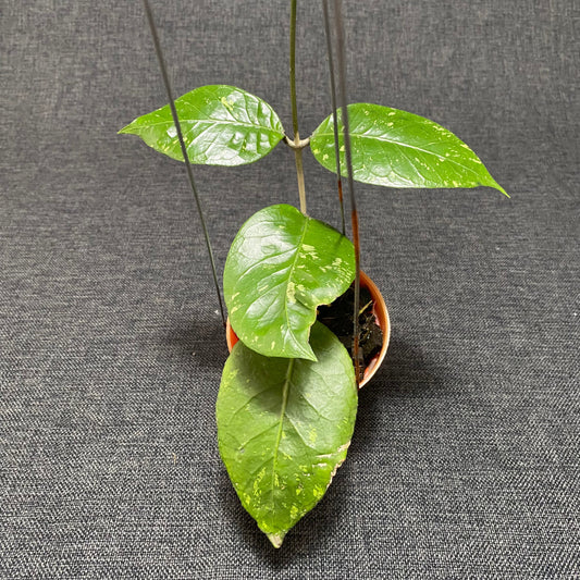 Hoya SP Aceh Brontofolia - Indonesian Rare Plants