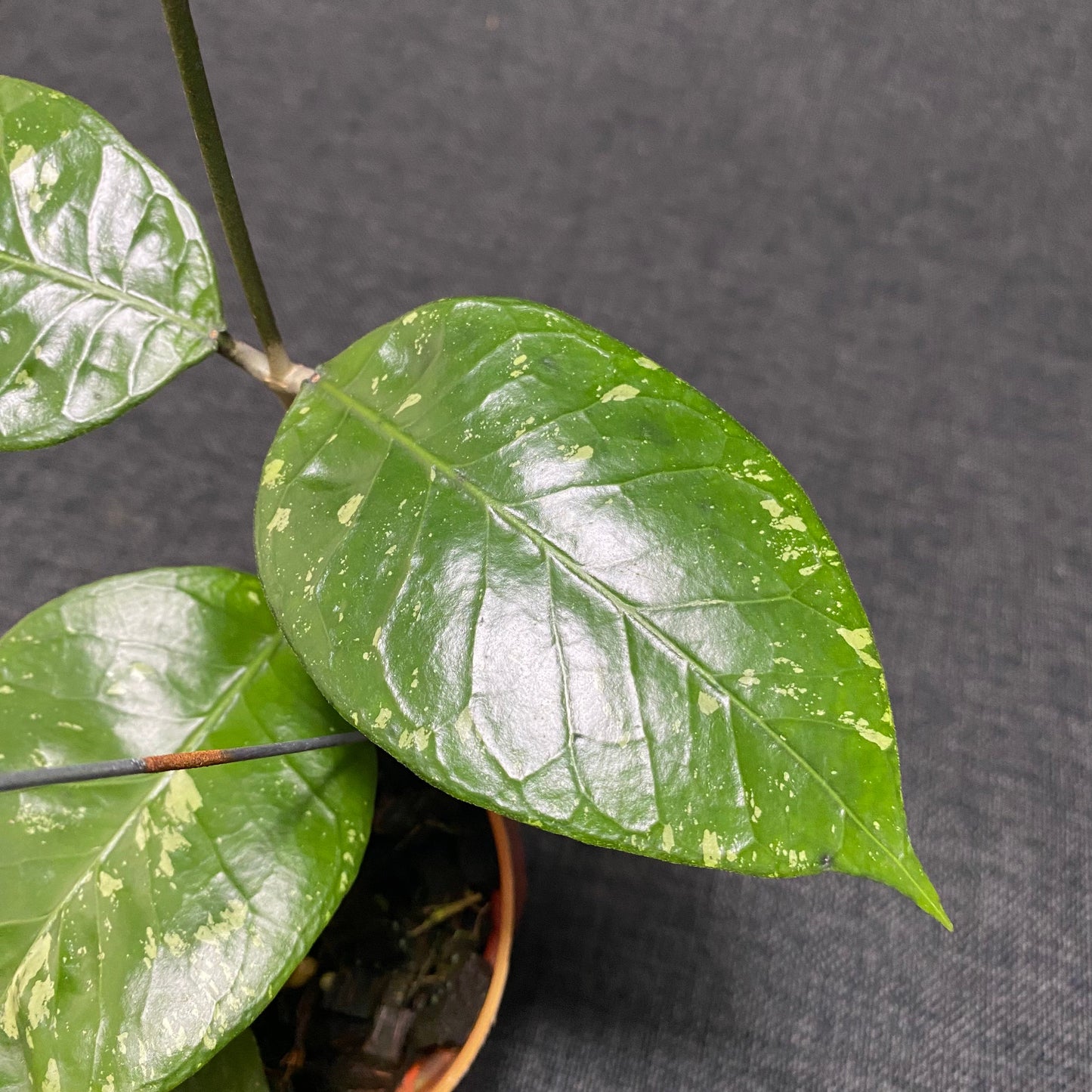 Hoya SP Aceh Brontofolia