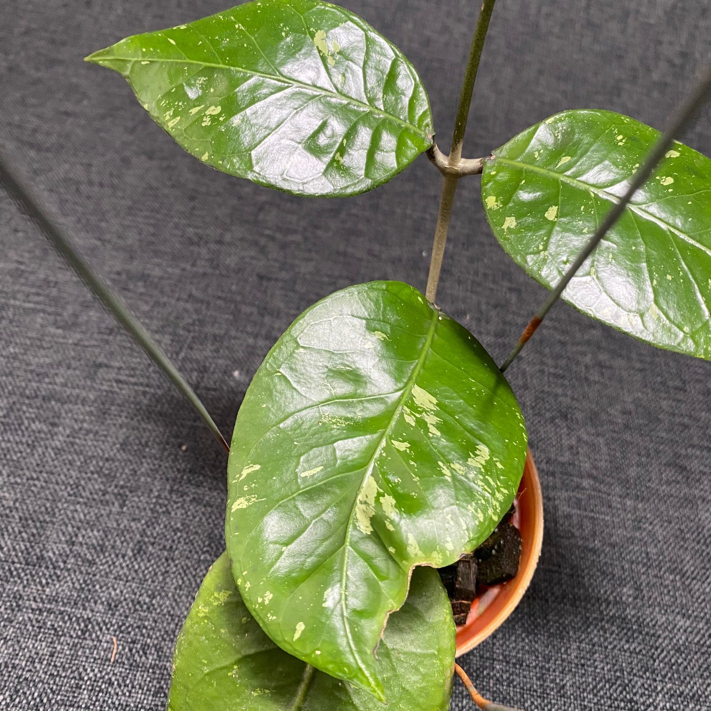 Hoya SP Aceh Brontofolia