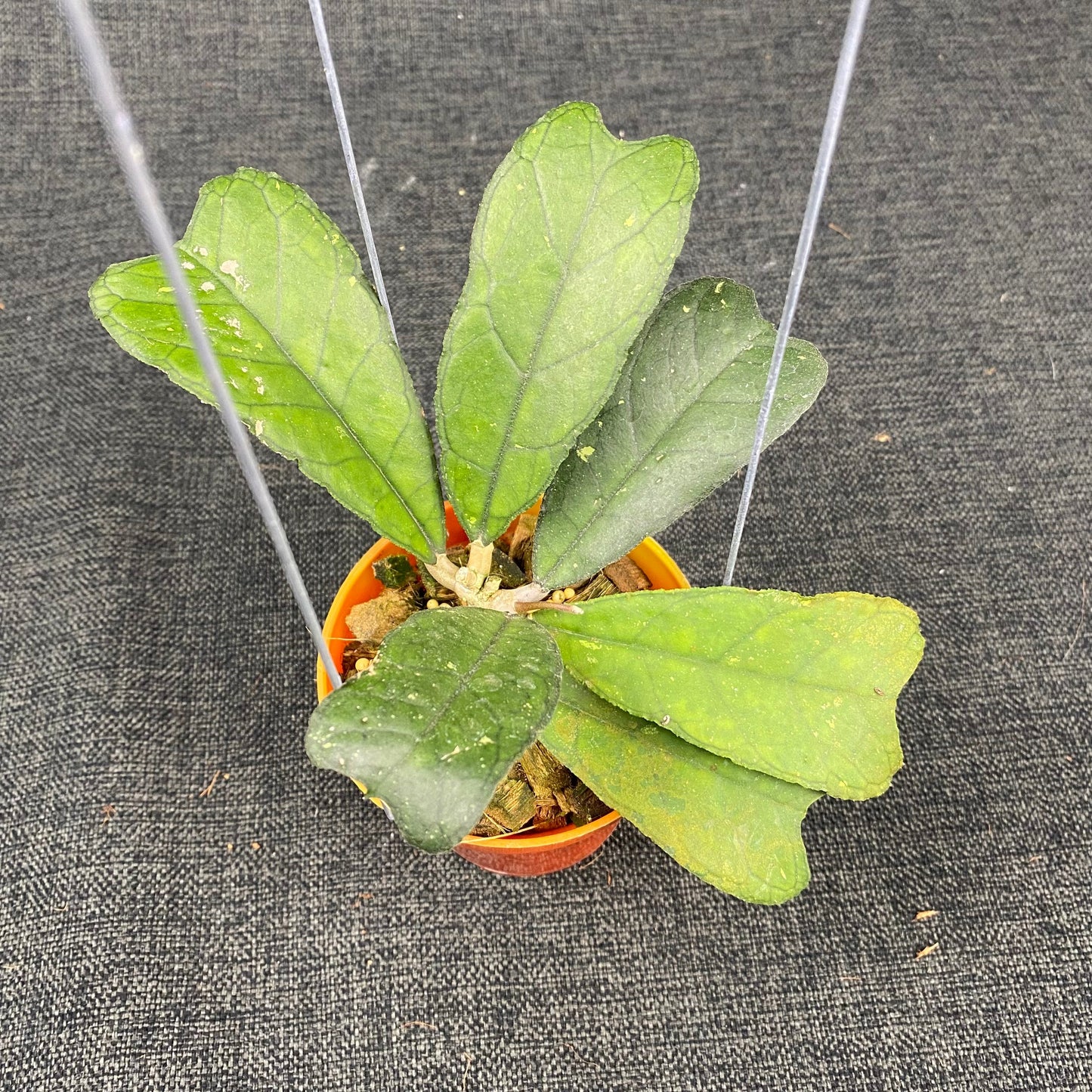 Hoya SP Aceh Butterfly - Indonesian Rare Plants