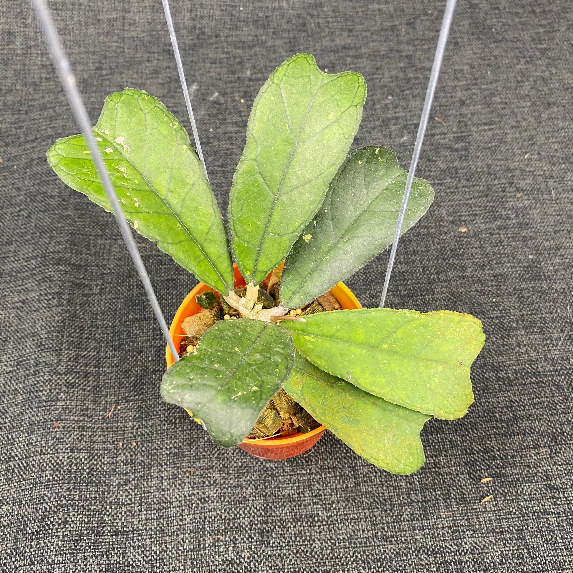 Hoya SP Aceh Butterfly - Indonesian Rare Plants