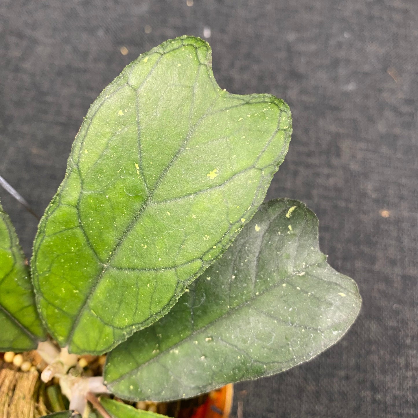 Hoya SP Aceh Butterfly