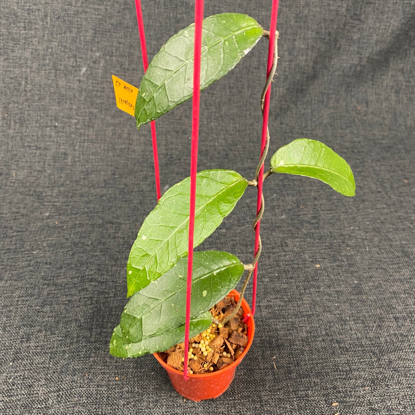 Hoya SP Aceh Ceratops - Indonesian Rare Plants