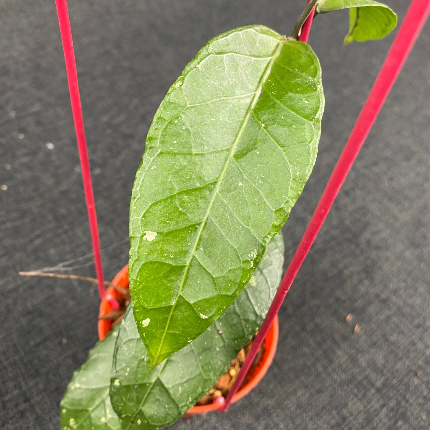 Hoya SP Aceh Ceratops