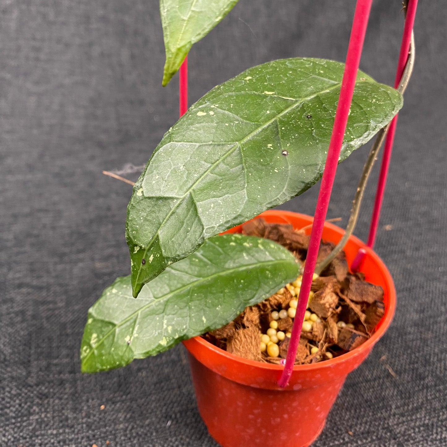 Hoya SP Aceh Ceratops