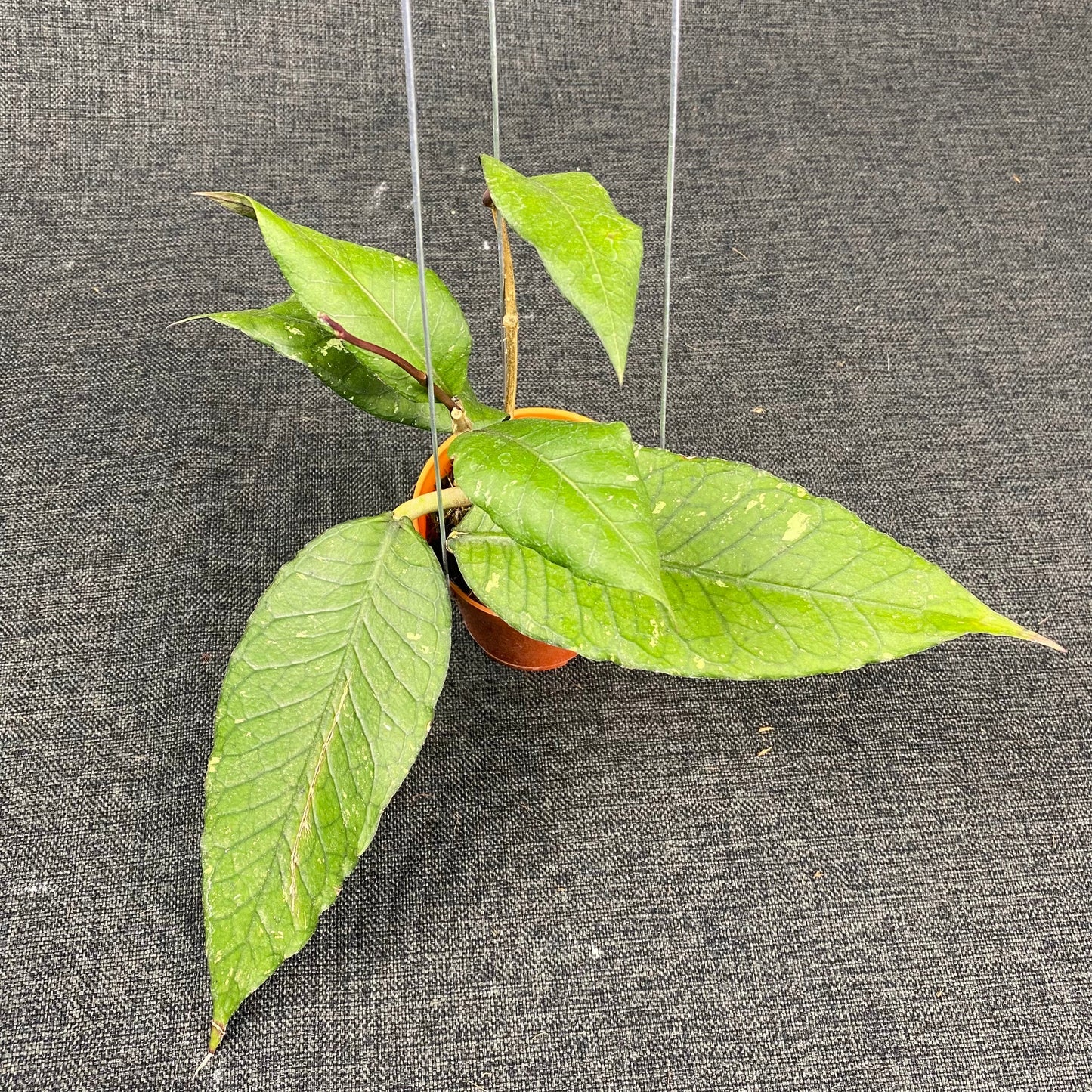 Hoya SP Aceh Dark Maze - Indonesian Rare Plants