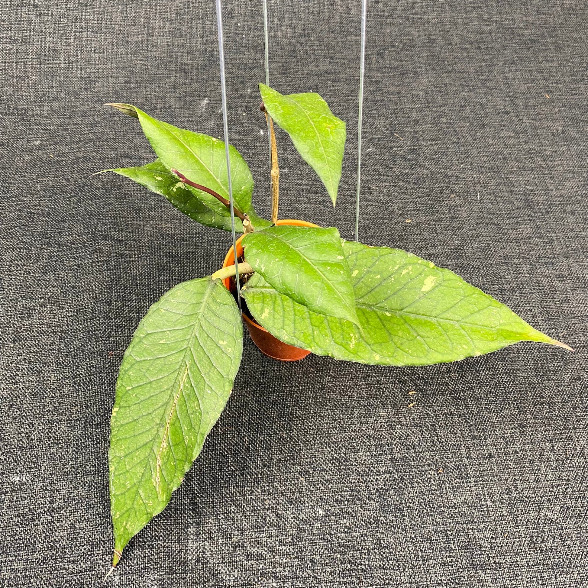 Hoya SP Aceh Dark Maze - Indonesian Rare Plants