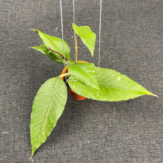 Hoya SP Aceh Dark Maze - Indonesian Rare Plants