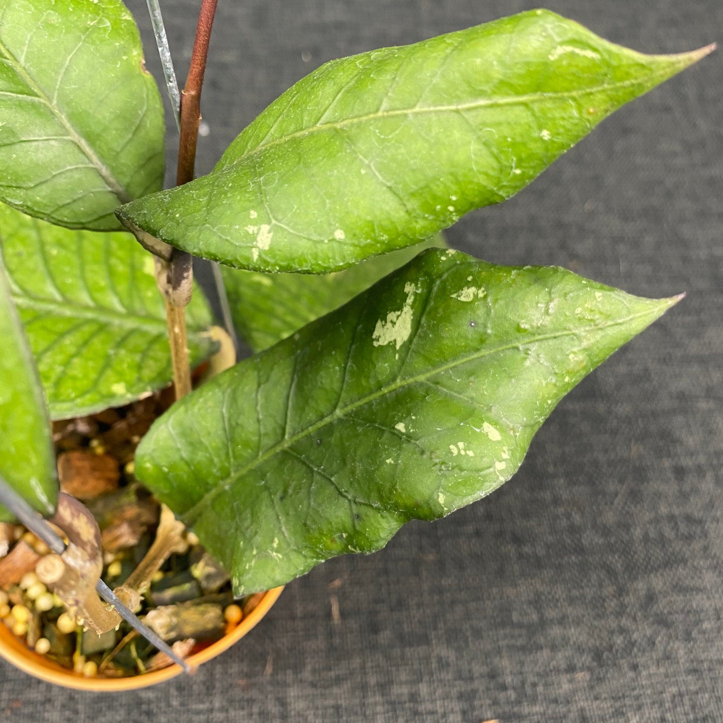 Hoya SP Aceh Dark Maze
