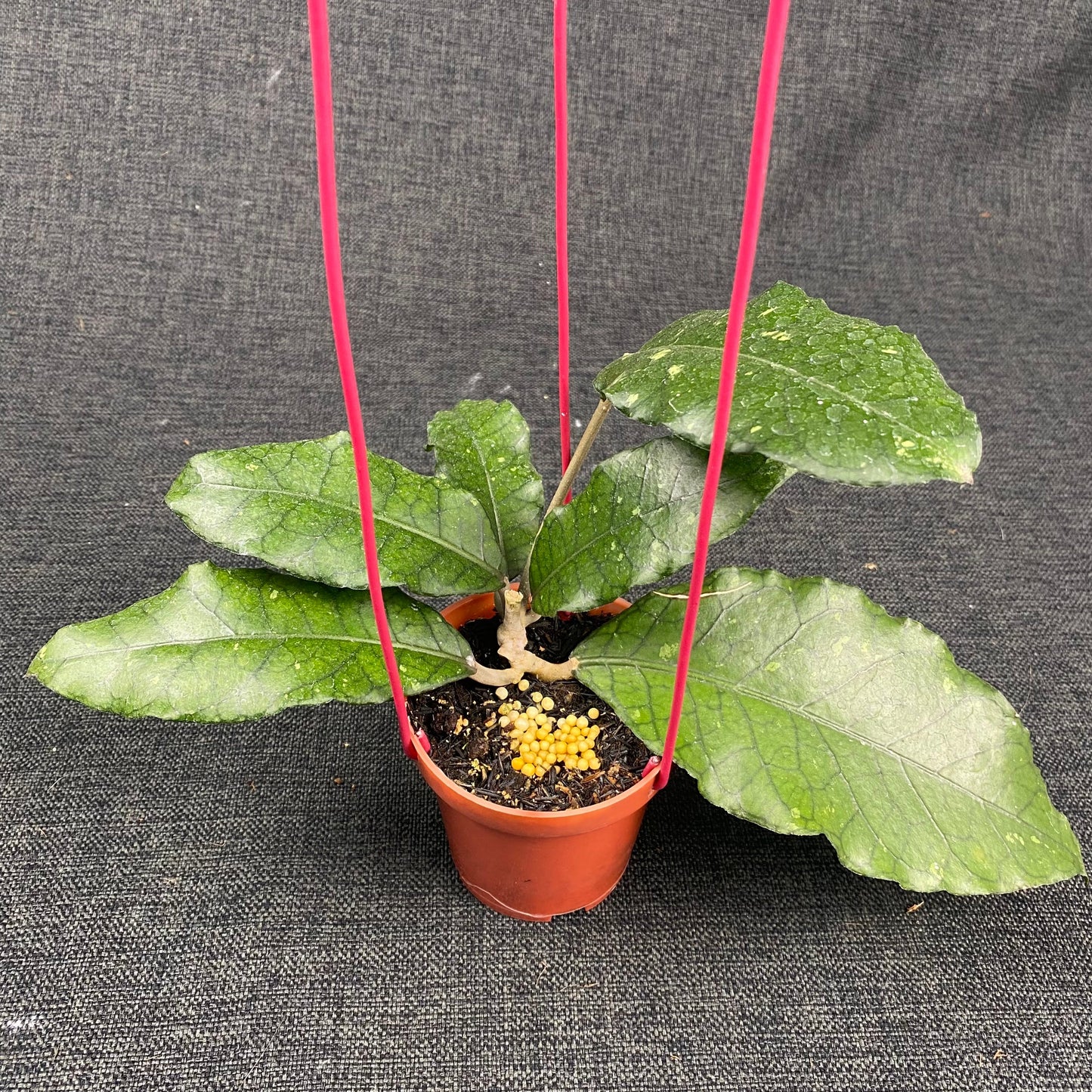 Hoya SP Aceh Dragon - Indonesian Rare Plants